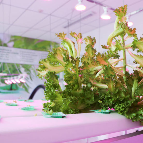 The art of gardening without soil - Hydroponics farming