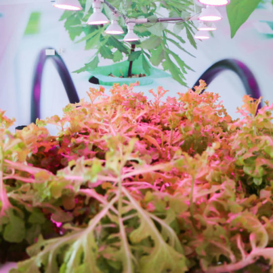 The art of gardening without soil - Hydroponics farming